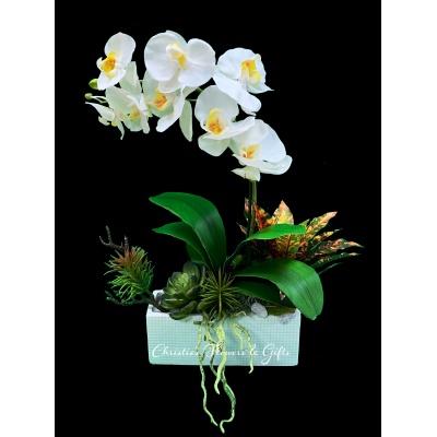 Arching Tropical Collection