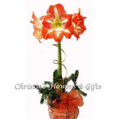 Candy cane Amaryllis Plant
