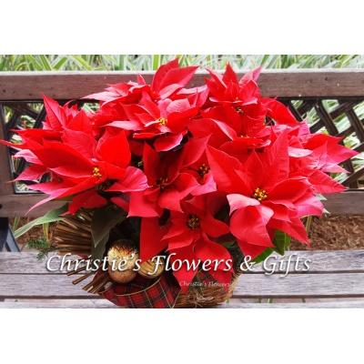 Red Poinsettia