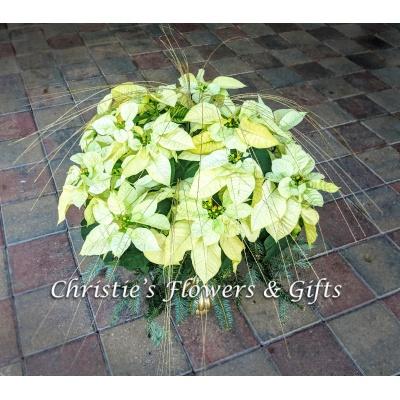White Meteor Poinsettia