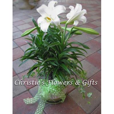 Easter Lily Plant 