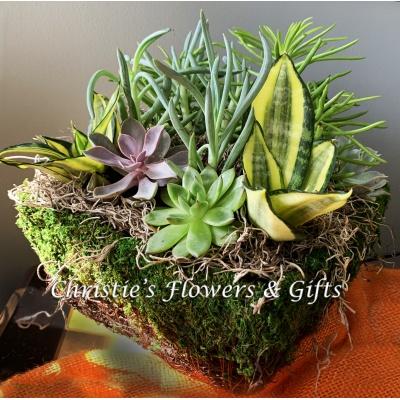 Succulent Basket 