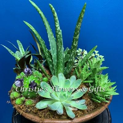 Succulent Collection