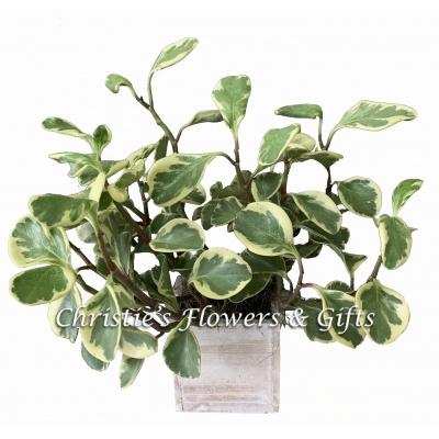 Boxed Peperomia