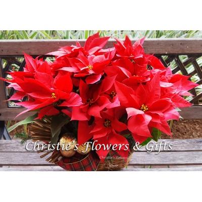 Large Red Pointsettia