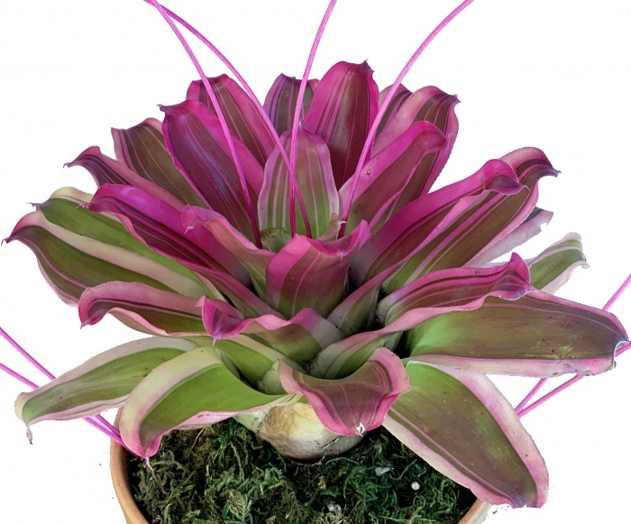 All Hearts Bromiliad
