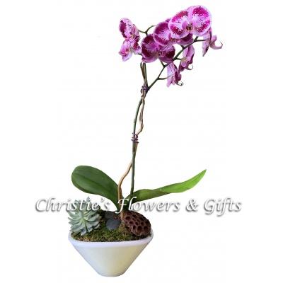 Single Stem Phalaenopsis Orchid