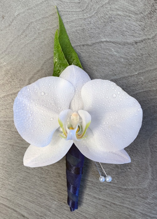 A Matching Set - Phalaenopsis Orchids