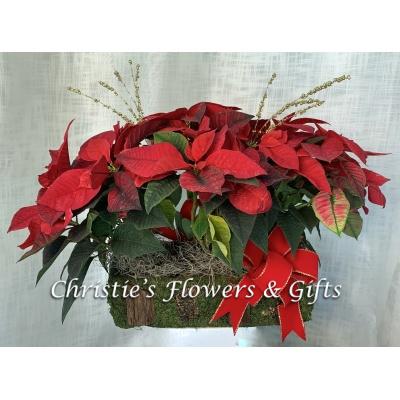 Natural Moss Basket Poinsettia - Red