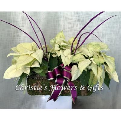 Natural Moss Basket Poinsettia - White