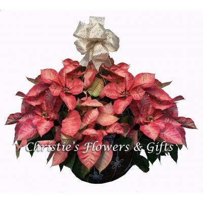 Bi-color Red and White Poinsettia Basket 