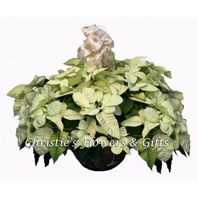 White Poinsettia Hanging Basket 