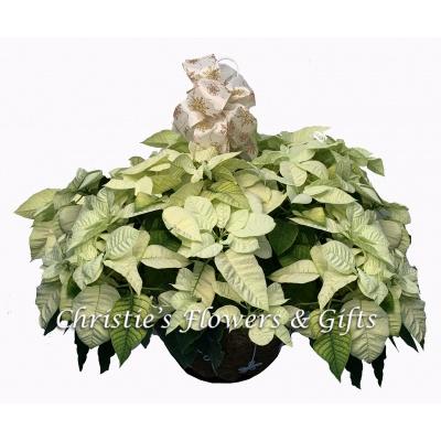 White Poinsettia Hanging Basket