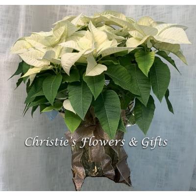 Traditional White Poinsettia