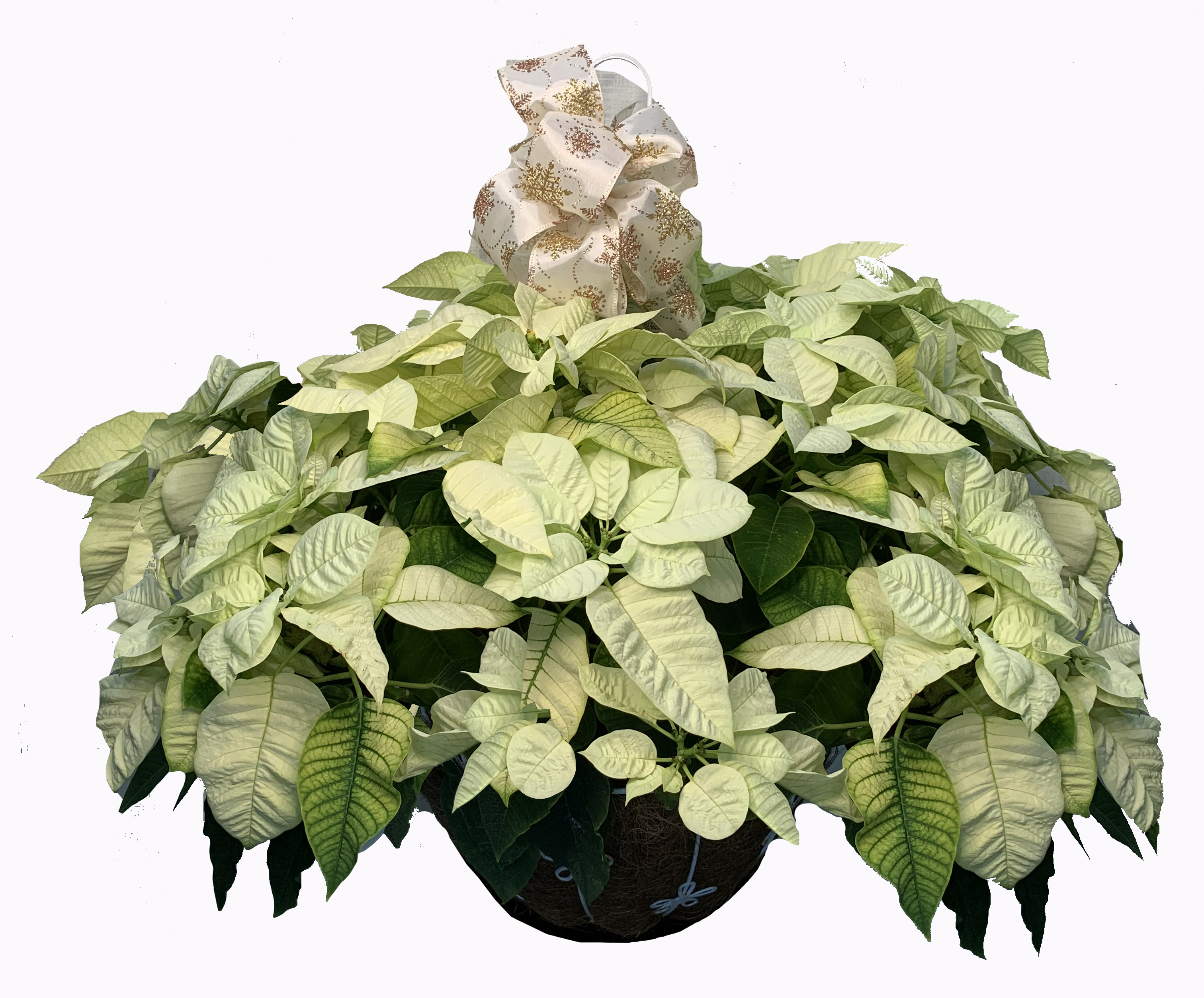 small plant table indoor Giantex Plant Stand for Desk 4-Tier Small Tabletop Ladder Shelf for  Succulents