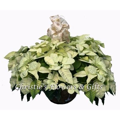 Poinsettia - In Hanging Basket