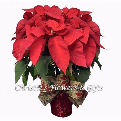 Holiday Poinsettia