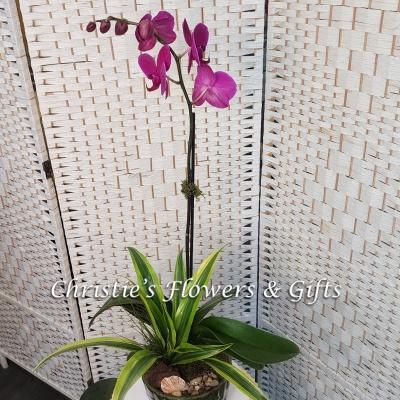 Blooming Orchard Collection