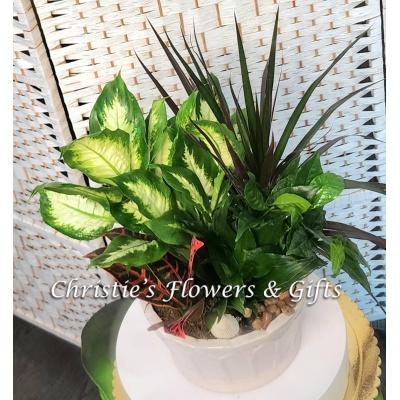 Ceramic Dish Garden