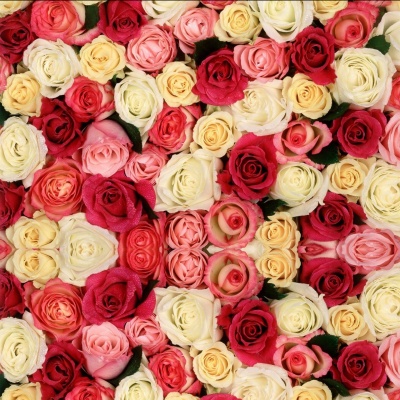 A Rose Designer\'s Selection-assorted colors