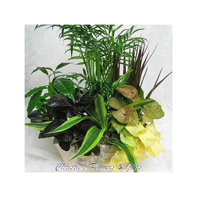 Dish Garden