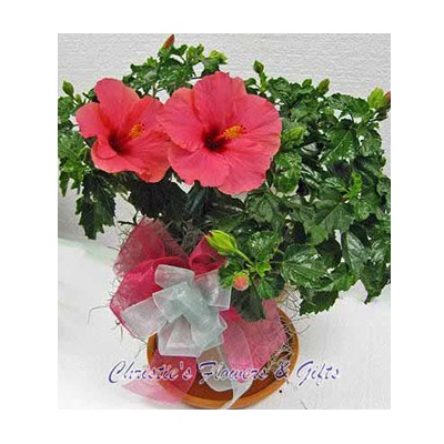 Hibiscus