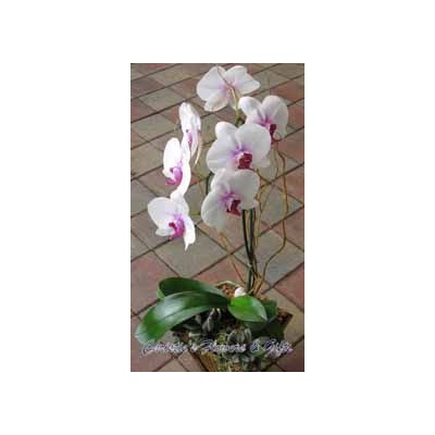 Tropical Orchid Potted Plant