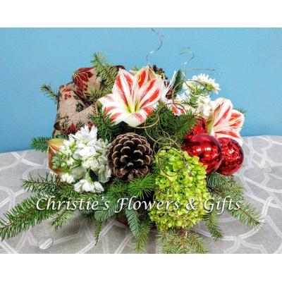 Candy Cane Amaryllis Centerpiece