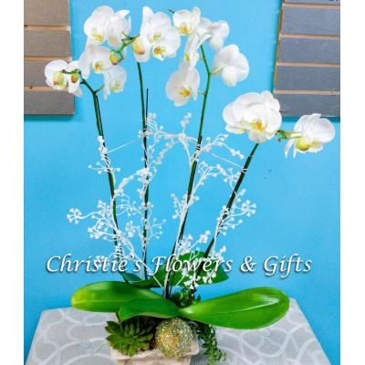 New Years Eve Orchid