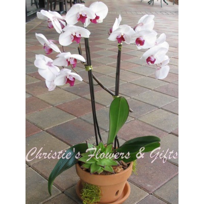 Potted Bi-color Orchid