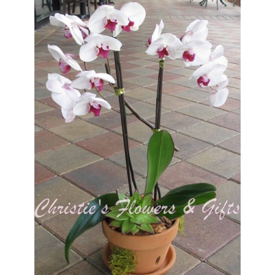 Potted Bi-color Orchid 