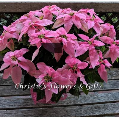 Large Pink Poinsettia