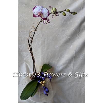 Bi-color Holiday Orchid Bowl