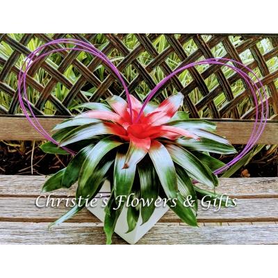 All Hearts Bromiliad