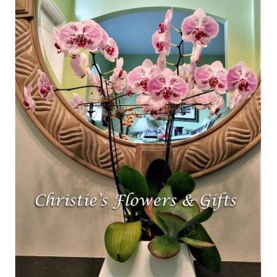 Painter\'s Palette Phalenopsis Orchid