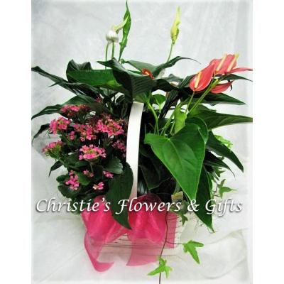 Springtime Planter