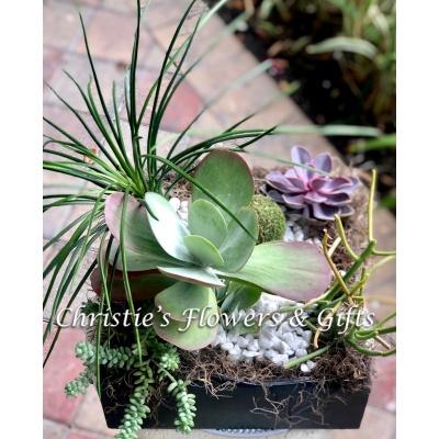 Succulent Collection