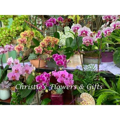 Potted Orchids