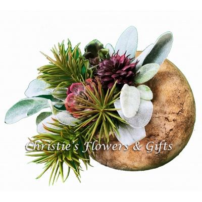 Terra Cotta Succulent